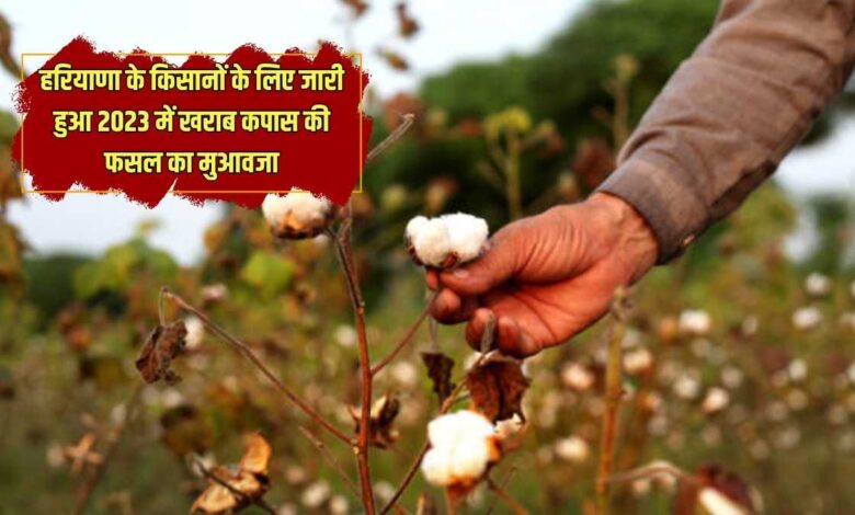 Compensation for bad cotton crop in 2023
