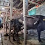 खेती के साथ गोबर बना कमाई का जरिया, हर महिने कमाता 50 हजार, आप भी खेती करते है तो अपनाएं ये फॉर्मूला