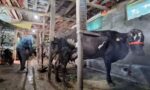 5 रुपये में खरीदा, 12 रुपये में बेचा: पूर्णिया के किसान की वर्मी कंपोस्ट से बढ़ी आय, जानें पूरा गणित