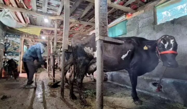 5 रुपये में खरीदा, 12 रुपये में बेचा: पूर्णिया के किसान की वर्मी कंपोस्ट से बढ़ी आय, जानें पूरा गणित