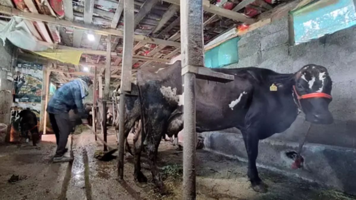 5 रुपये में खरीदा, 12 रुपये में बेचा: पूर्णिया के किसान की वर्मी कंपोस्ट से बढ़ी आय, जानें पूरा गणित