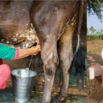 हरियाणा में महिलाओं को डेयरी संचालन के लिए मिलेगी 500 गज पंचायती जमीन, देखें डिटेल