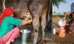 अब पंचायतें दे सकेंगी डेयरी के लिए जमीन: SHG को 500 वर्ग गज तक पट्टा, जानें शर्तें