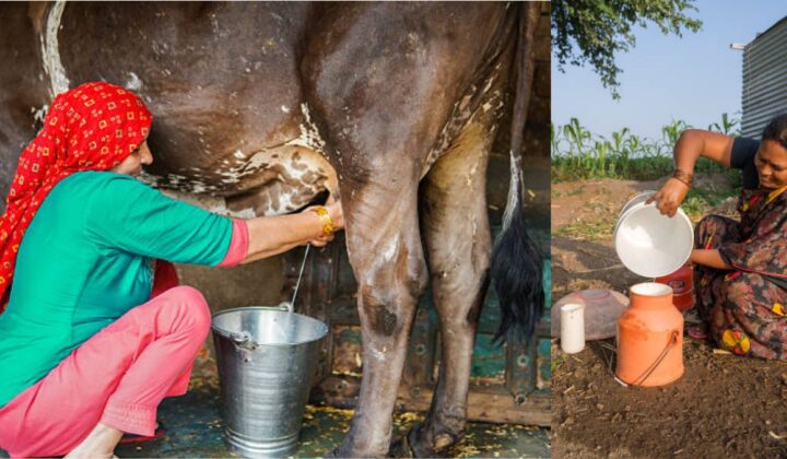अब पंचायतें दे सकेंगी डेयरी के लिए जमीन: SHG को 500 वर्ग गज तक पट्टा, जानें शर्तें