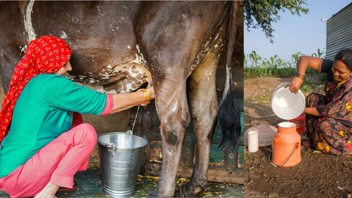 अब पंचायतें दे सकेंगी डेयरी के लिए जमीन: SHG को 500 वर्ग गज तक पट्टा, जानें शर्तें