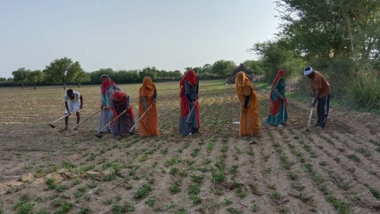 5 लाख तक फसल बेचने पर फैमिली आईडी में नहीं जुड़ेगी आय, अब ई-खरीद से तय होगी किसानों की आय