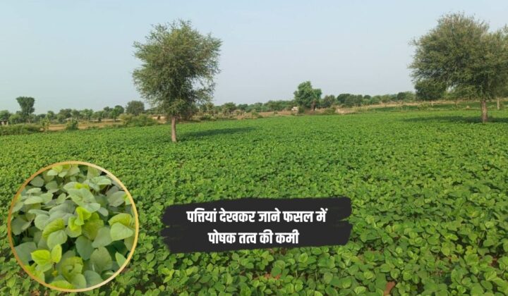 फसल की पत्तियां ही बता देती हैं इस बार कितनी होगी पैदावार, किसान पतियां देख कर पहचानें हर पोषक तत्व की कमी