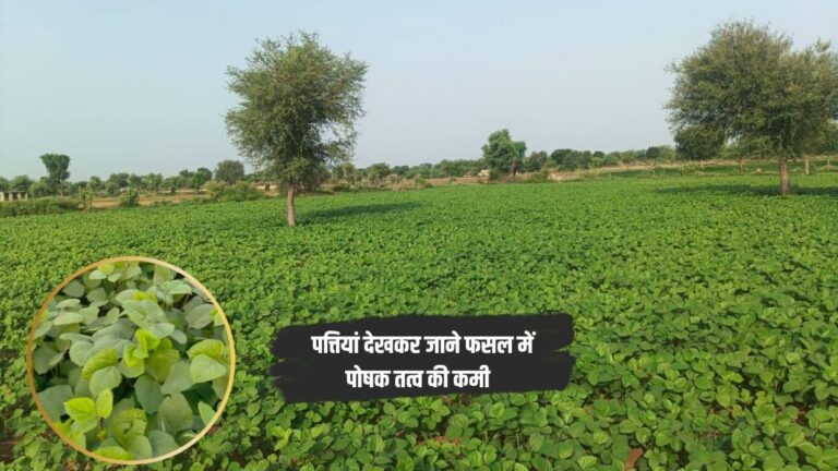 फसल की पत्तियां ही बता देती हैं इस बार कितनी होगी पैदावार, किसान पतियां देख कर पहचानें हर पोषक तत्व की कमी