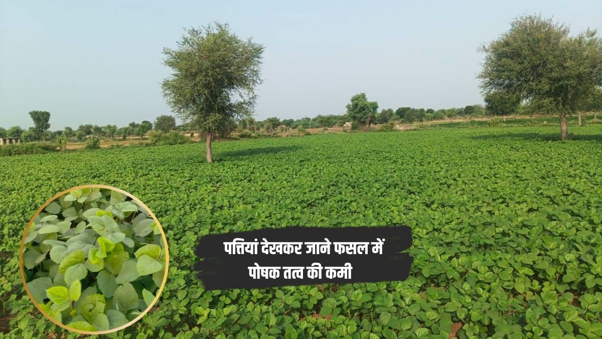 फसल की पत्तियां ही बता देती हैं इस बार कितनी होगी पैदावार, किसान पतियां देख कर पहचानें हर पोषक तत्व की कमी