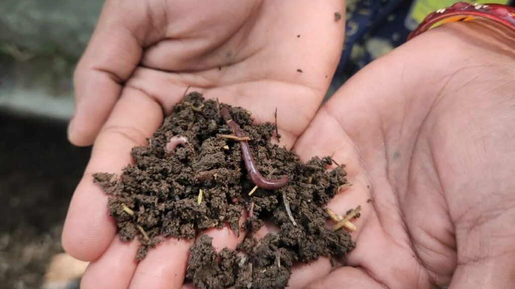 vermi compost Process