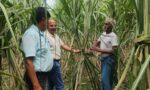 हरियाणा में Co-0238 गन्ने की किस्म में Red Rot लाल सड़न रोग से प्रभावित फसल
