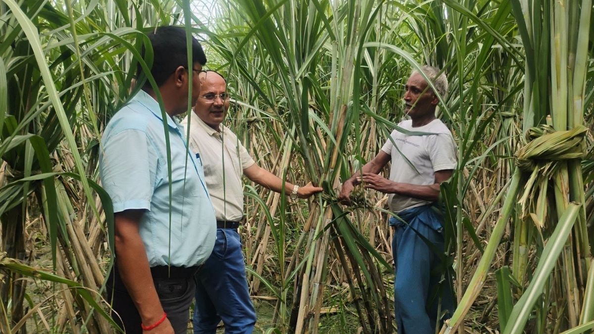 हरियाणा में Co-0238 गन्ने की किस्म में Red Rot लाल सड़न रोग से प्रभावित फसल