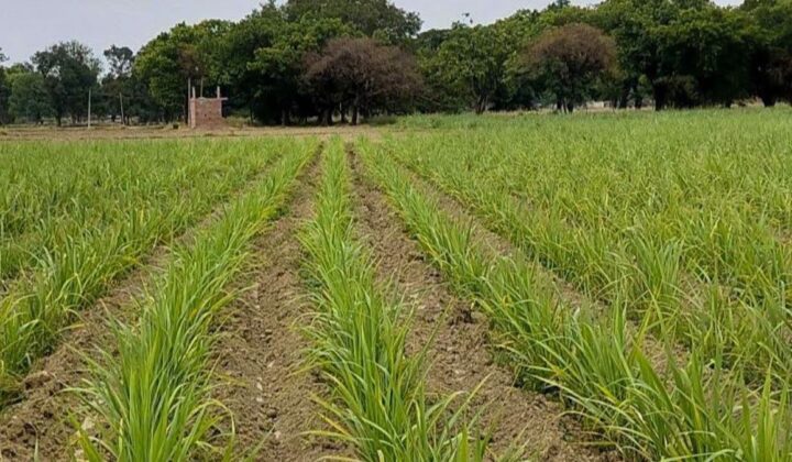 हरियाणा में गन्ने की खेती पर ₹5,000 प्रति एकड़ प्रोत्साहन, 1 अक्टूबर से आवेदन; जानें पूरी योजना