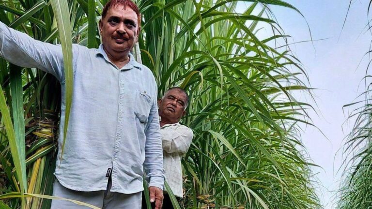 फतेहाबाद के गन्ना किसानों के लिए बड़ी खबर, गन्ना प्रौद्योगिकी मिशन में अनुदान के लिए 1 अक्टूबर से आवेदन