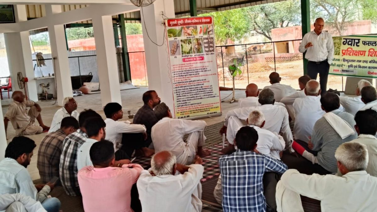 सिंचाई के बाद ग्वार और नरमा में जड़ गलन से पीले पड़ते पौधे