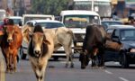 हरियाणा में आवारा पशु से दुर्घटना पर दयालु-2 योजना के तहत मिलने वाली आर्थिक सहायता