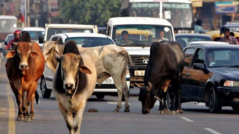 हरियाणा में आवारा पशु से दुर्घटना पर दयालु-2 योजना के तहत मिलने वाली आर्थिक सहायता