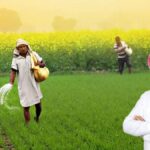 हरियाणा के किसानों के लिए बड़ा फैसला, 10 लाख एकड़ भूमि सुधारने को 25 हजार टन जिप्सम खरीदेगी सरकार