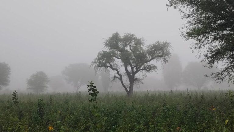 हरियाणा में आज का मौसम (20 सितंबर), बारिश पर लगा ब्रेक; जानें अगले 5 दिन कैसा रहेगा मौसम