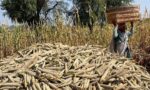 रियाणा में बाजरे का MSP 2,900 रुपये है। जानें 2,300 रुपये खरीद भाव के बाद बाकी पैसा भावांतर से