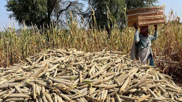 रियाणा में बाजरे का MSP 2,900 रुपये है। जानें 2,300 रुपये खरीद भाव के बाद बाकी पैसा भावांतर से