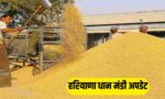 Haryana Paddy Procurement 2026 MSP 2461 Mandi Farmers