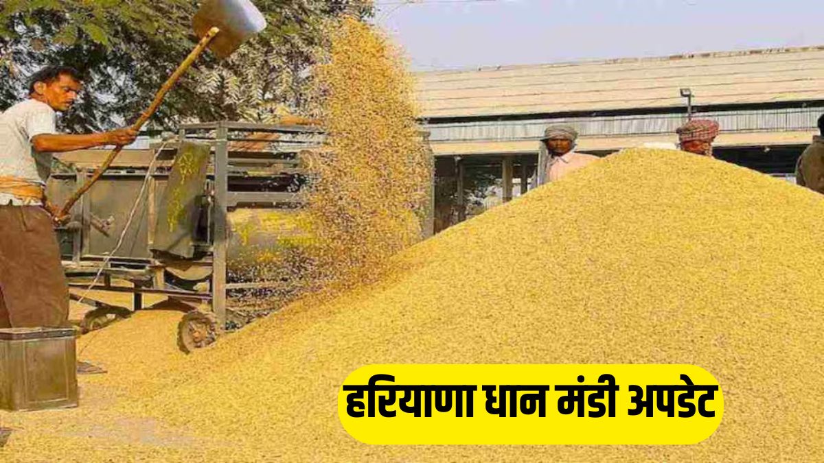 Haryana Paddy Procurement 2026 MSP 2461 Mandi Farmers
