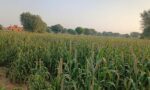 Haryana Weather 23 September 2026