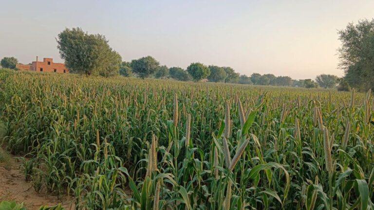 हरियाणा से मानसून की विदाई अंतिम दौर में, 26-28 सितंबर को फिर इन जिलों में बारिश के आसार