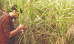हरियाणा में गन्ना किसानों को आधुनिक खेती और यंत्रों पर सब्सिडी