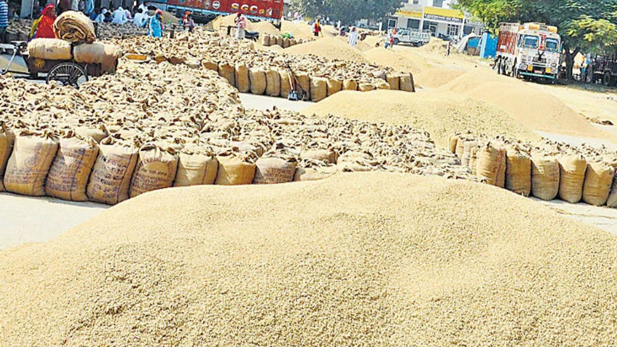 धान 1509 की आवक शुरू, हरियाणा की मंडियों में 3900 रुपये तक भाव