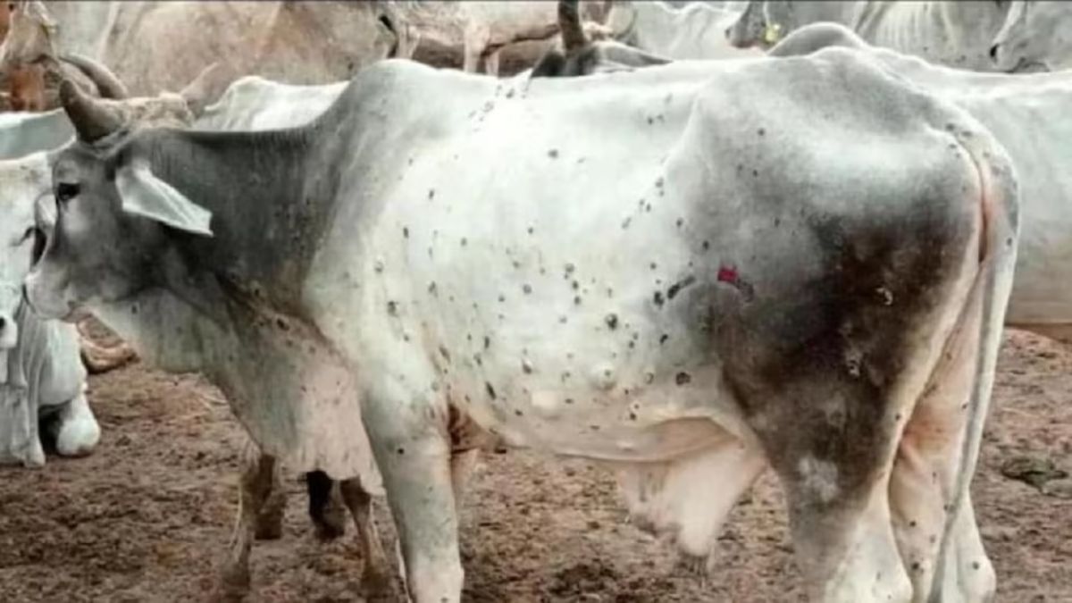 हरियाणा में पशुओं में फिर दिखे लंपी जैसे लक्षण, शरीर पर गांठ दिखे तो तुरंत करें ये काम