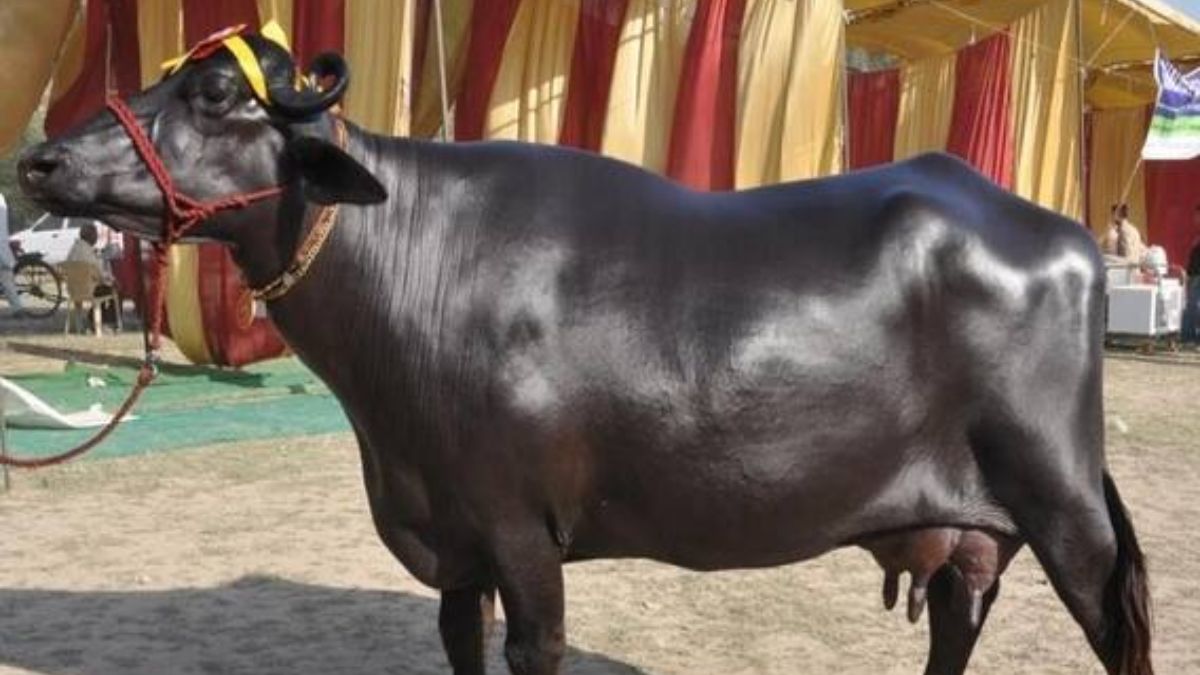 हरियाणा में पात्र अंत्योदय परिवारों को भैंस खरीदने के लिए ₹80 हजार तक subsidy और VITA से ₹50 हजार अतिरिक्त मदद देने की तैयारी है। VITA को दूध देने पर ₹10 प्रति लीटर incentive भी मिलेगा।