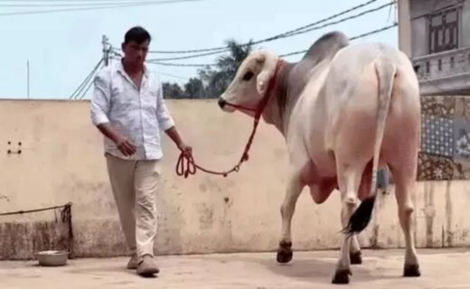 झज्जर का नंदी गौरव बना चर्चा का विषय, किसान ने 1 करोड़ का ऑफर भी ठुकराया, 1 दिन की डाइट जान हो जाएंगे हैरान