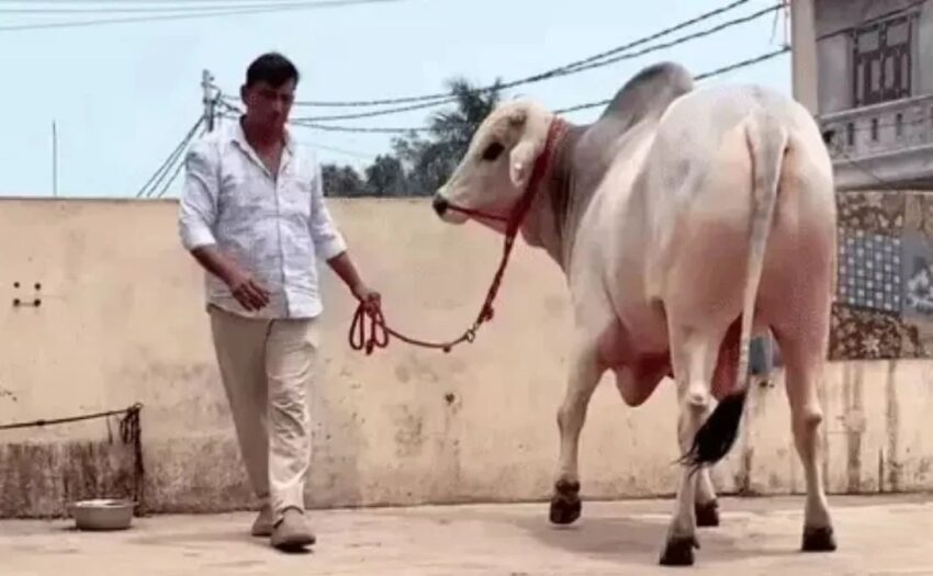 झज्जर का नंदी गौरव बना चर्चा का विषय, किसान ने 1 करोड़ का ऑफर भी ठुकराया, 1 दिन की डाइट जान हो जाएंगे हैरान