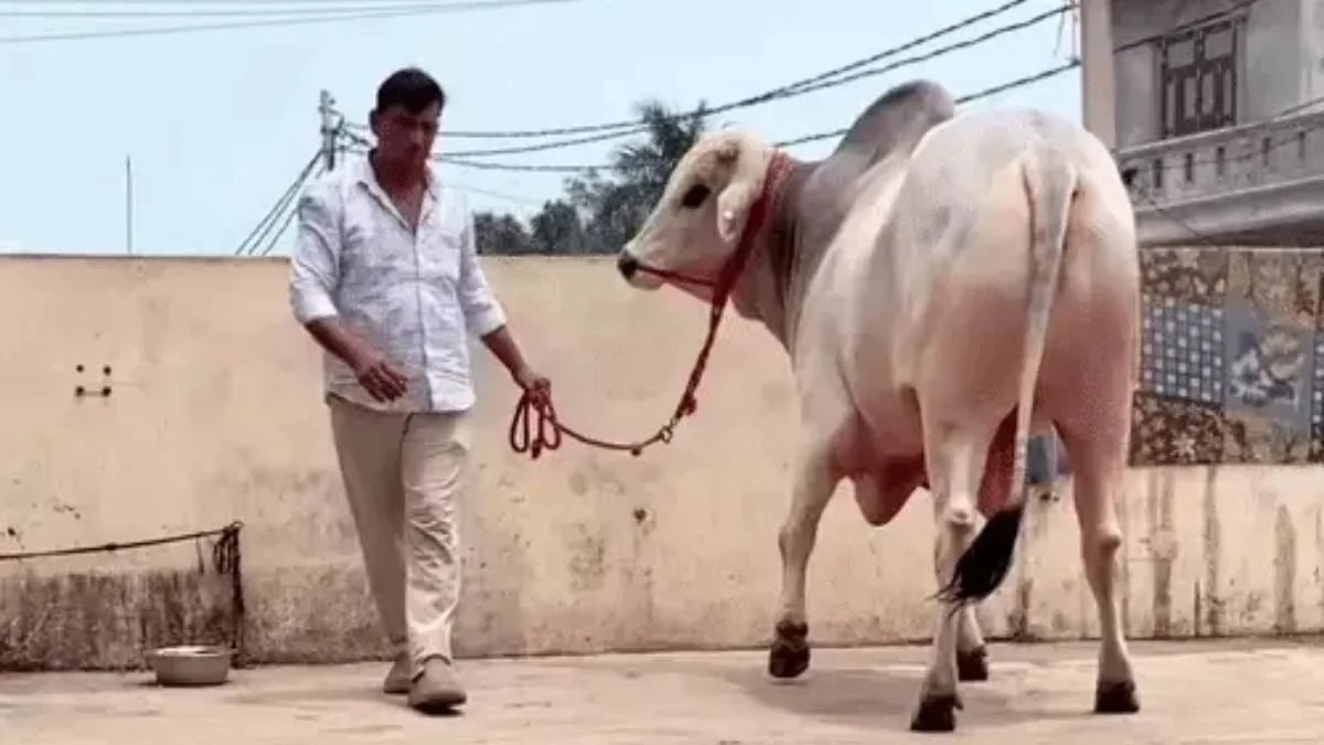 झज्जर के किसान का 6 फुट ऊंचा नंदी गौरव: 1 करोड़ की बोली ठुकराई, 5 बार बना चैंपियन। बेटी सुरभि का भाव 2.5 लाख