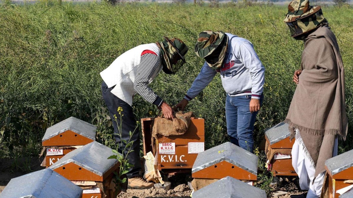 हरियाणा में मधुमक्खी पालन और मुख्यमंत्री बागवानी बीमा योजना।